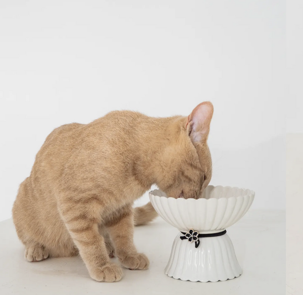 Cat Ceramic Bowl - White & Black Flower