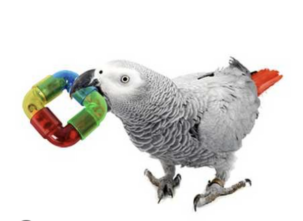 Super Bird Rattler Ring – Cascadia Natural Pet Supply