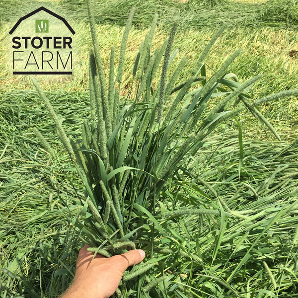 Stoter Farm Timothy Hay