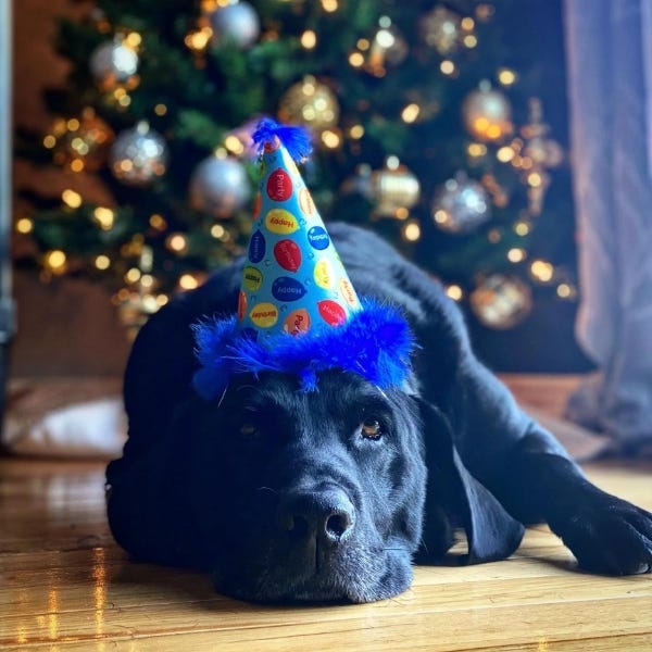 Huxley and Kent Party Time Party Hat