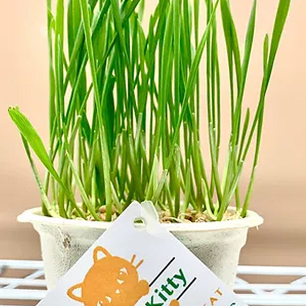 Lucky Kitty - Grow at Home Cat Grass