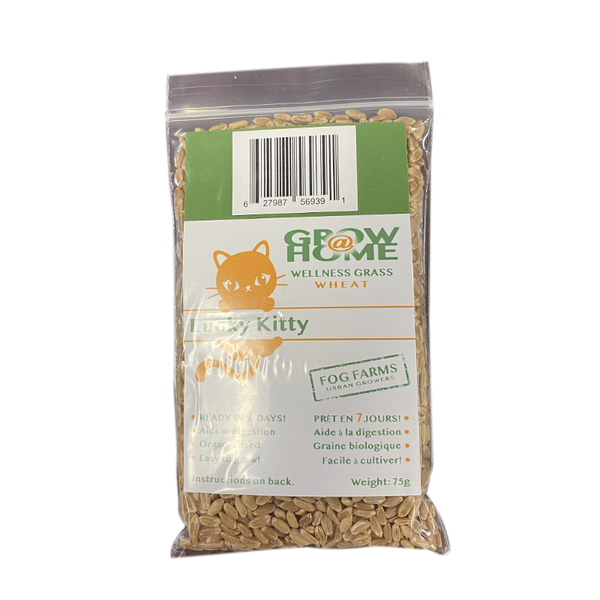 Lucky Kitty Grow at Home Wheat Seed