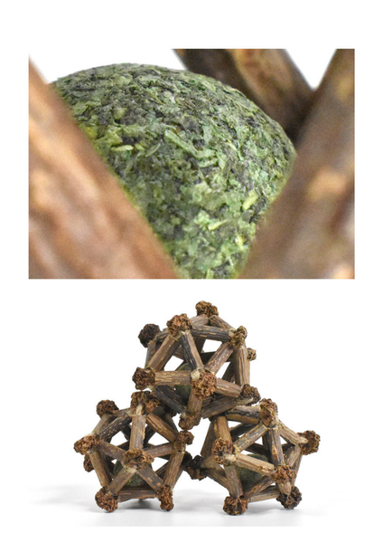 Cat Want Silvervine Twelve Pointed Star