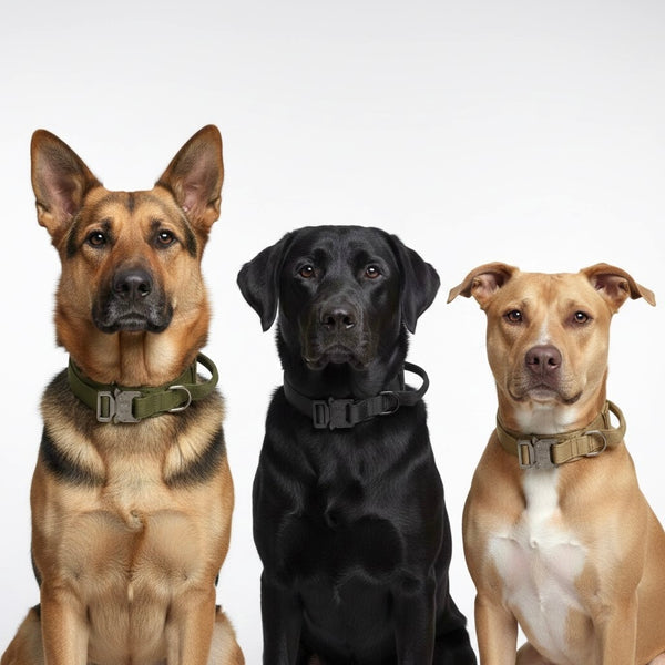 Premium K9 Tactical Collar