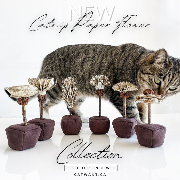 Cat Want Catnip Paper Flower