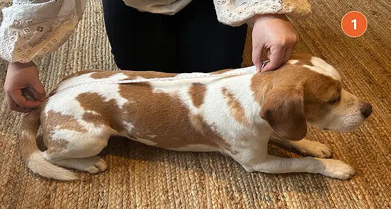 Suitical Recovery Suit for Dogs