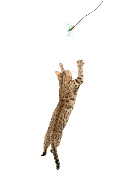 Cattipeed Attachment - wiggly centipede! (Formerly known as NEKO FLIES KATTIPEDE)