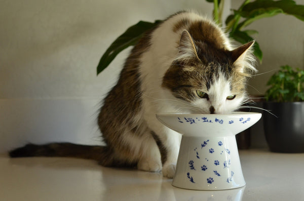 Extra Wide Raised Cat Food Bowl (Nordic Blue)