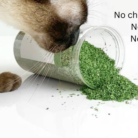 Cat Want Fancy Catnip