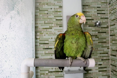 Hari Active Fold Away Shower Perch