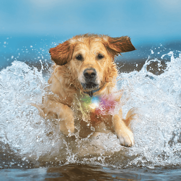 NITE IZE - Spotlit Splash - Rechargeable Collar Light Disc-O-Tech - Waterproof