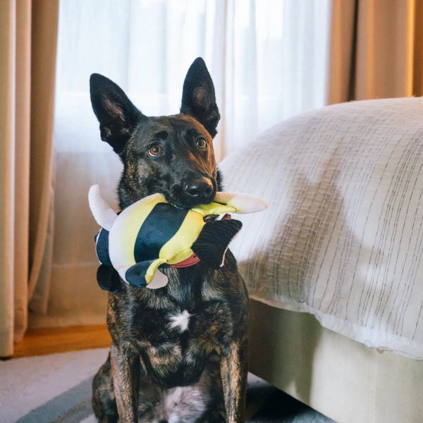 PLAY - Ocean Buddies - Moorish Idol
