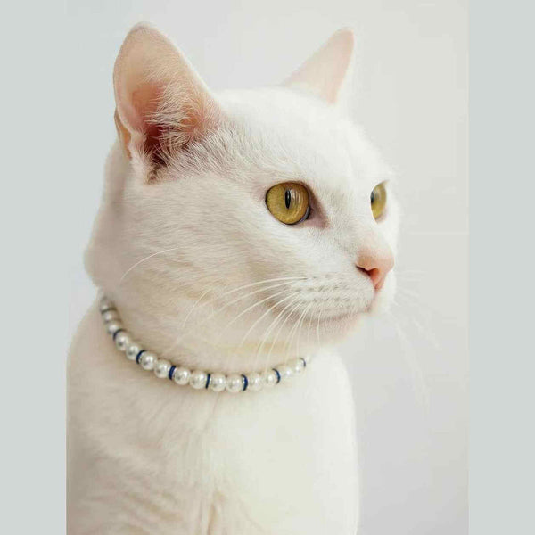 Night at the Opera Collar Size 19 Small