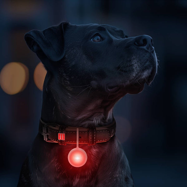 Wau Dog RGB LED Dog Light