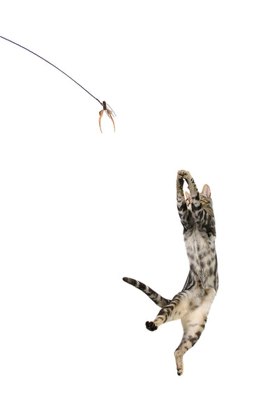 Cattikets Attachment - sleek bug!( Formerly NEKO FLIES KITTYCADA)