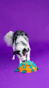 Outward Hound Tower of Treats