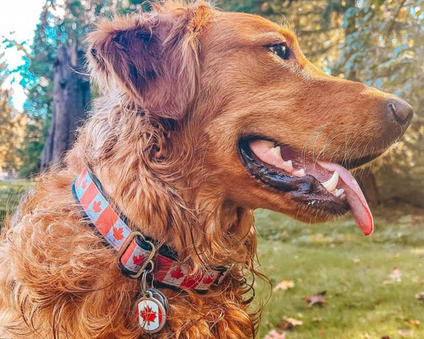 Cycledog Canada Maple Leaf Dog Collar