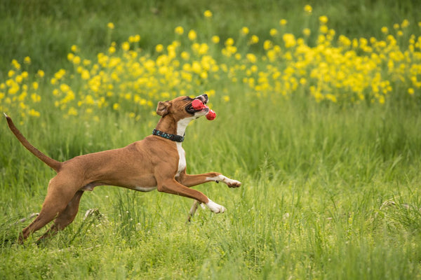 Chase 'N Chomp Squeaker Stick Dog Toy