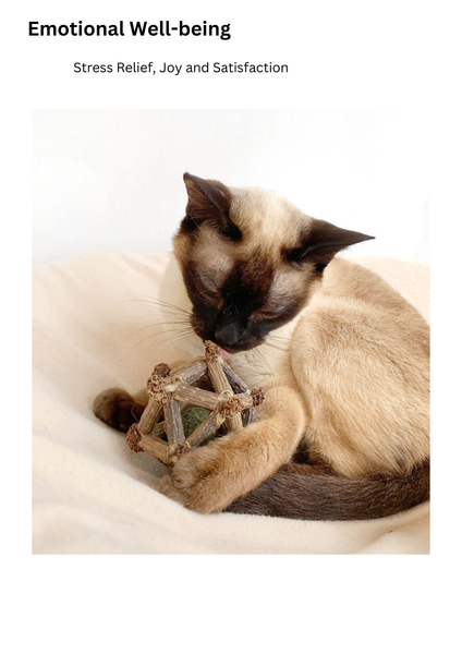 Cat Want Silvervine Twelve Pointed Star