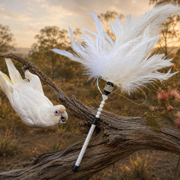 Little Corella Cat Feather Wand