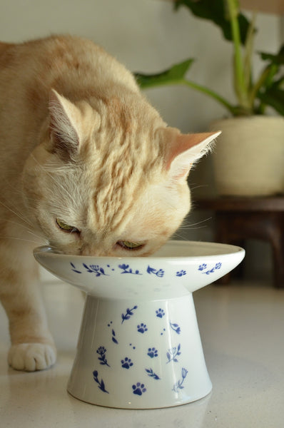 Extra Wide Raised Cat Food Bowl (Nordic Blue)