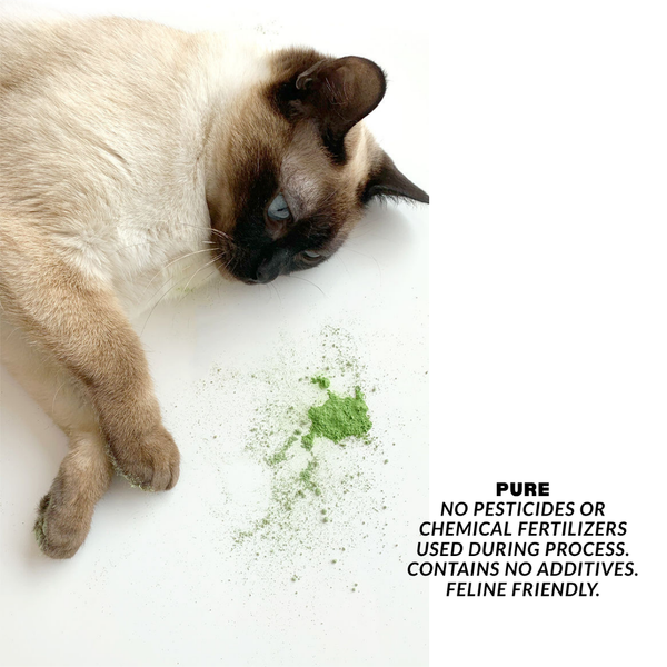 Cat Want Extra Fancy Catnip Powder 40g
