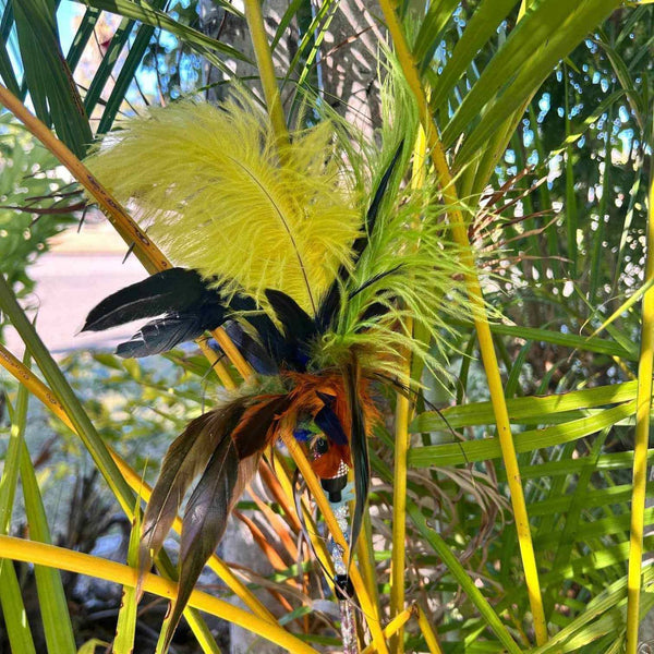 Larrikin Lorikeet Feather Teaser