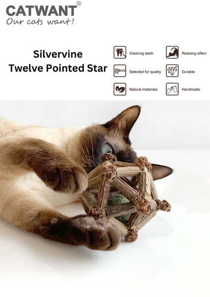 Cat Want Silvervine Twelve Pointed Star