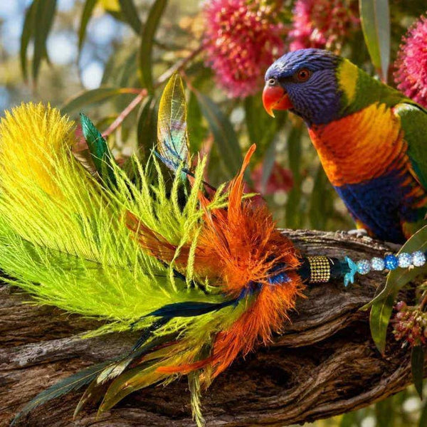 Larrikin Lorikeet Feather Teaser