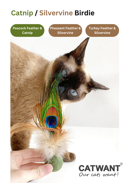 Cat Want Catnip Peacock Feather Birdie