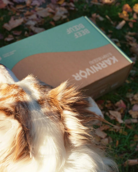 Faim Museau Karnivor 24lb Box