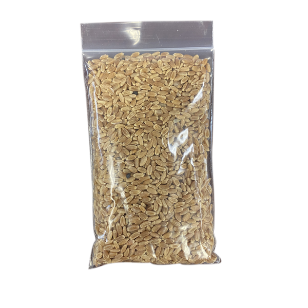 Lucky Kitty Grow at Home Wheat Seed