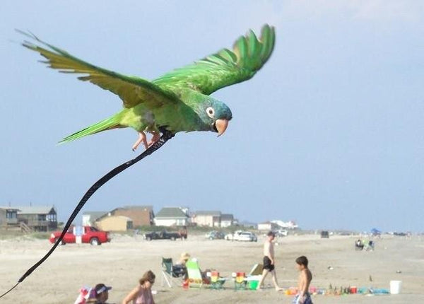 Aviator Harness Extension