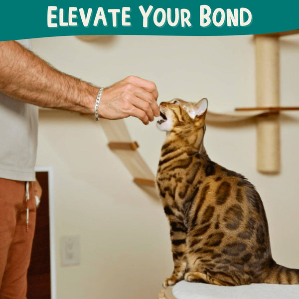 Outdoor Bengal Clicker Training Kit