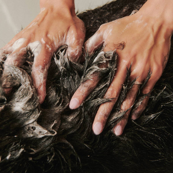 Dandylion Soothe Gentle Dog Shampoo