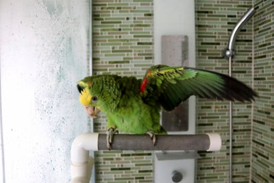 Hari Active Fold Away Shower Perch