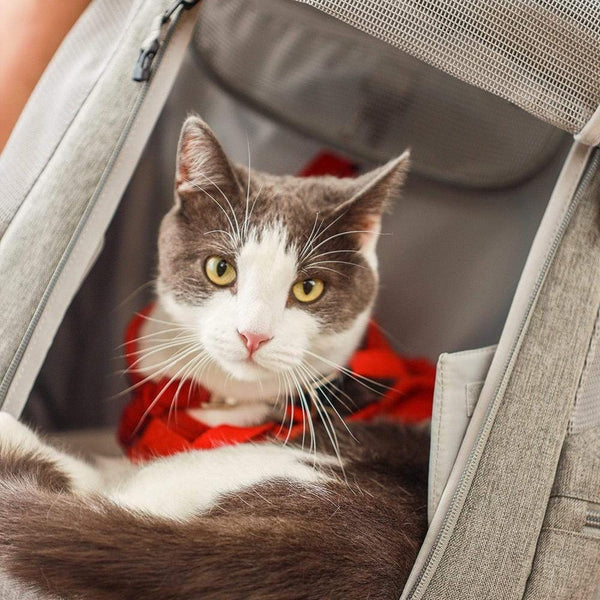 Cat Convertible