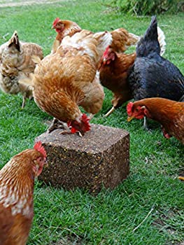 ALLTECH ChikPek Pecking Block for Poultry, 25 lb (11.34 kg)