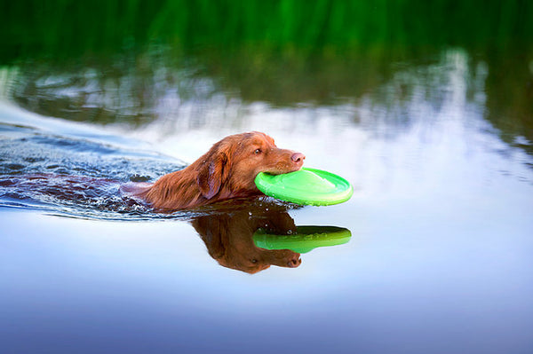 Pitch Dog Flyber