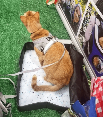 "The Porta-Pawty" Travel Cat Portable litter Box