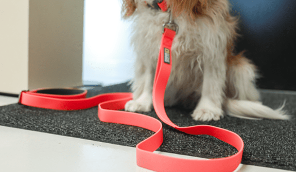Be One Breed 5' Silcone Leash Coral