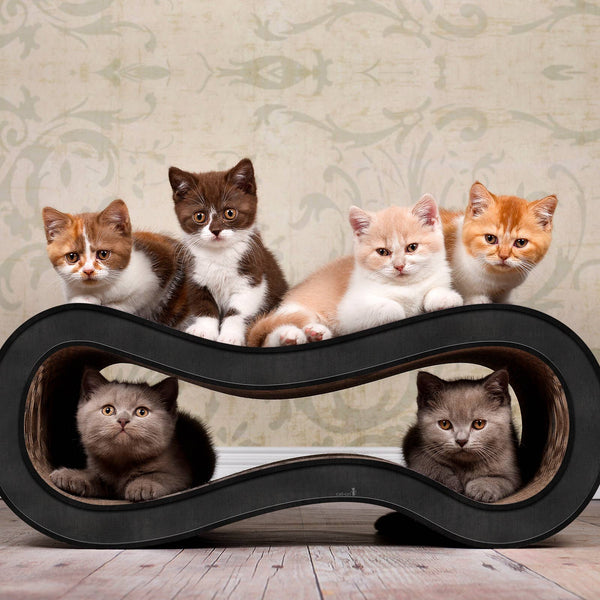 Singha M design cat furniture