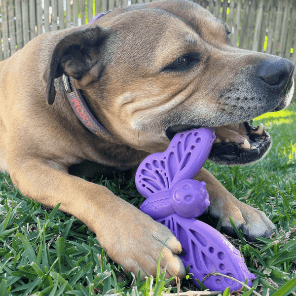 Sodapup Butterfly Chew Toy