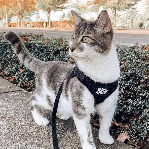 'The True Adventurer" Reflective Cat & Kitten Harness and Leash Set for Adventure Cats