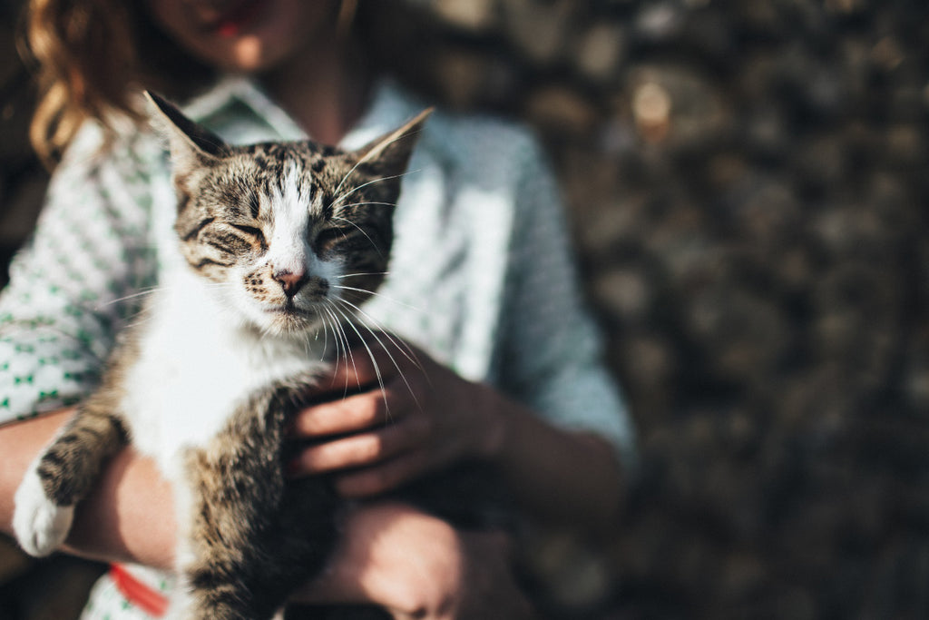 Pet Food And Treats Raw Dog Food Vancouver Raw Cat Food Cascadia